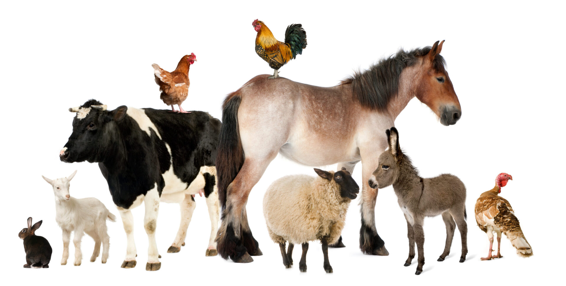 Horse, cow, sheep, goat, donkey, poultry and other farm animals