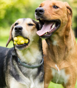 Two Dogs Playing Ball