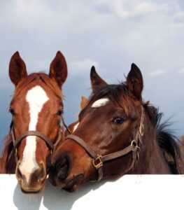Two horse heads over fence