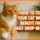 orange cat waiting for a pet sitter