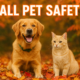 a dog and a cat in fall leaves