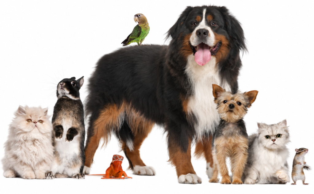 ChatGPT Image Sep 19, 2026, 08_53_50 PM Group of dogs, cats, a rabbit, bird, lizard and small pet representing professional pet care