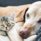 Dog and kitten resting together comfortably at home
