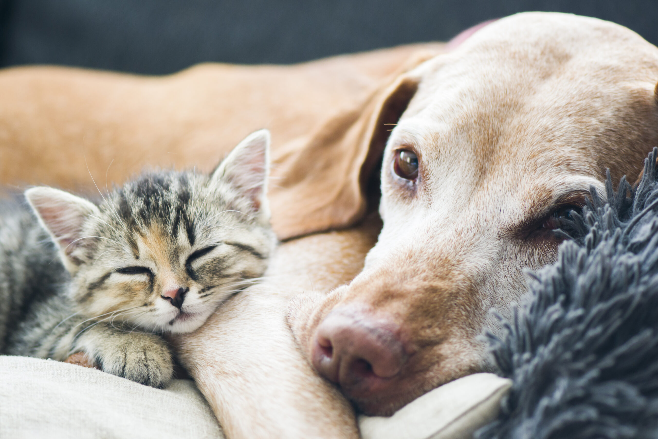 Dog and kitten resting together comfortably at home