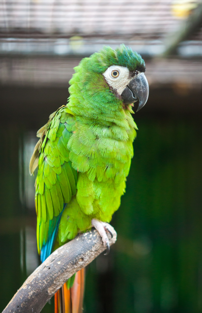 Green macaw